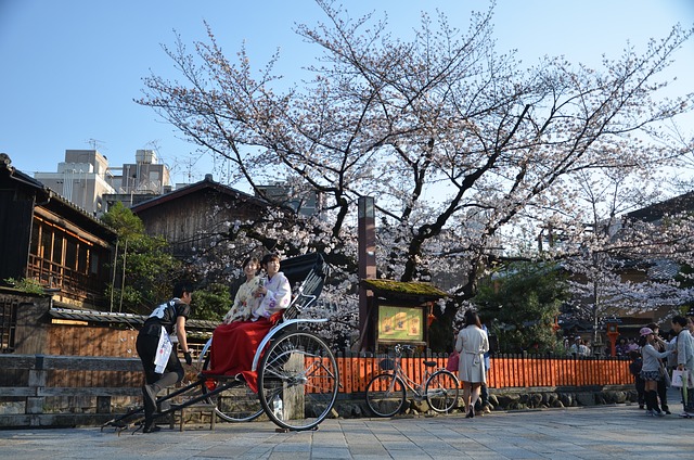 Kyoto travel guide image of a traditional rickshaw ride in Gion with cherry blossoms and historic streets